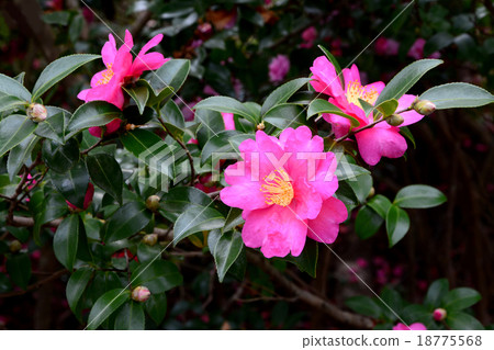 Sasanqua flowers 18775568