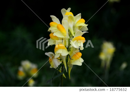 Hoso Bounrand 18775632