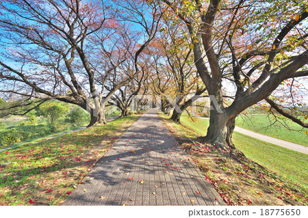 Autumn leaves of cherry blossom trees 18775650