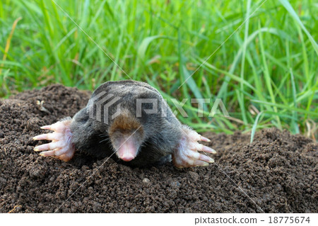 Mole and molehill on garden Mole and molehill on garden 18775674