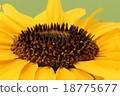 Detail of open yellow blossom of sunflower 18775677