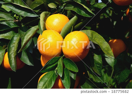Mandarin orange field Mandarin orange field 18775682