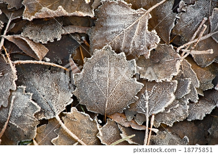 Fallen frosty leaves 18775851