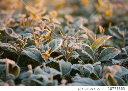 Frozen plants 18775863