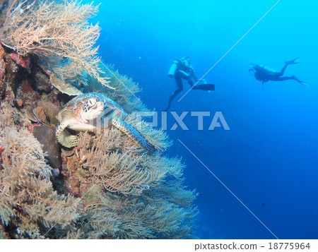 採取與Fusafusa海草的海龜和潛水者傳播在Palauan海的下落 採取與Fusafusa海草的海龜和潛水者傳播在Palauan海的下落 18775964