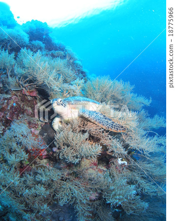 A sea turtle taking a nap with Fusafusa seaweed spreading off the Palauan sea drop off A sea turtle taking a nap with Fusafusa seaweed spreading off the Palauan sea drop off 18775966
