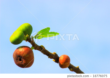 無花果的果實成熟 18776075