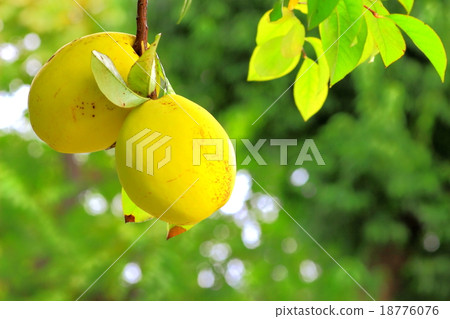 卡琳果實成熟 18776076