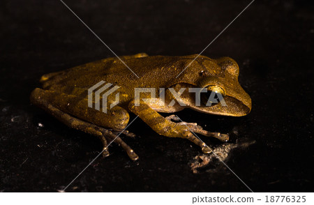 Frog on the black background 18776325