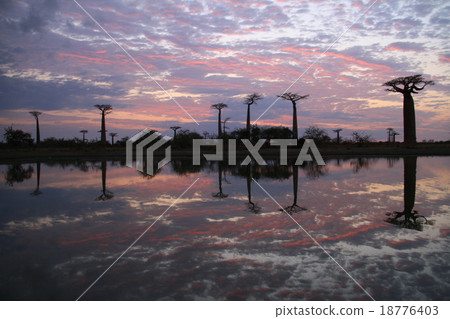 Baobab trees in the morning glow 18776403