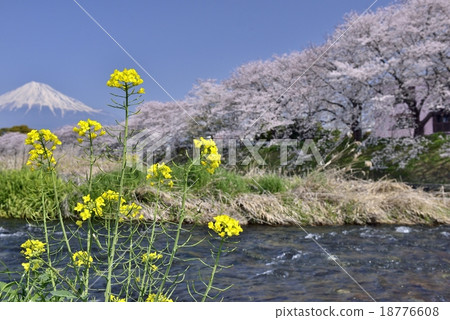 強姦鮮花和櫻花和富士山 強姦鮮花和櫻花和富士山 18776608