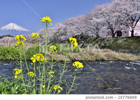 Cherry blossoms and Mt. Fuji and rape blossoms 18776609