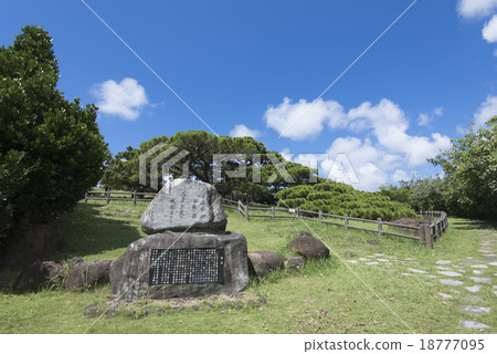 久米島/久美的五枝松樹 久米島/久美的五枝松樹 18777095