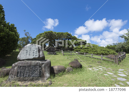 久米島/久美的五枝松樹 18777096