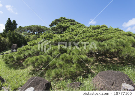 久米島/久美的五枝松樹 18777100