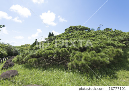 久米島/久美的五枝松樹 18777101