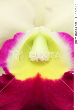 Stamen of colorful cattleya orchid Stamen of colorful cattleya orchid 18777533