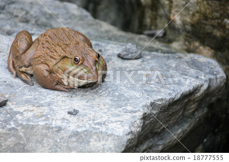 frog on stone 18777555