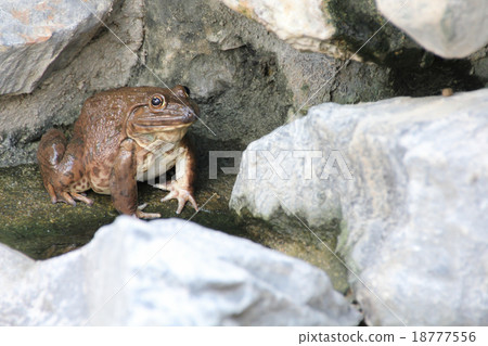 frog on stone 18777556