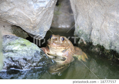frog on stone 18777557