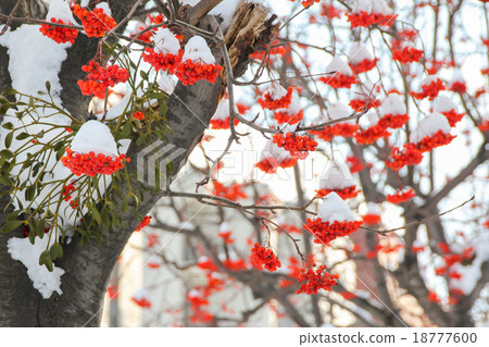 Red pyracantha berries covered by snow in winter Red pyracantha berries covered by snow in winter 18777600