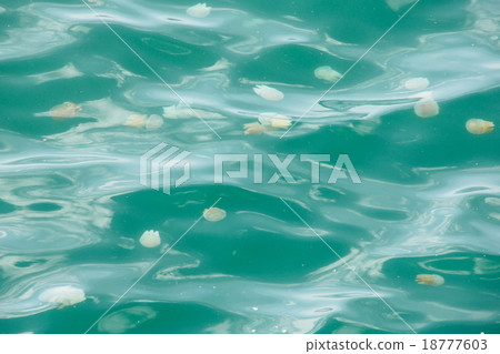 Jellyfish on the sea Jellyfish on the sea 18777603