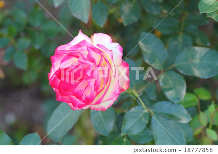 玫瑰花Jubileque du Prince de Monaco 玫瑰花Jubileque du Prince de Monaco 18777858