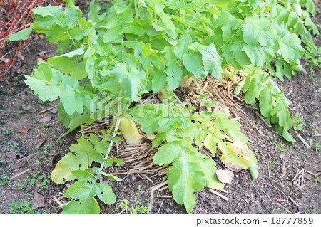 蘿蔔蔬菜 蘿蔔蔬菜 18777859