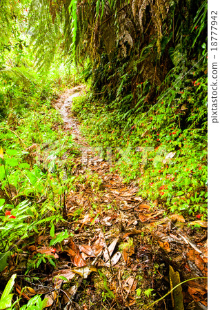 Cloud Forest Trail 18777942