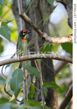 Coppersmith Barbet (Megalaima haemacephala) Coppersmith Barbet (Megalaima haemacephala) 18778026