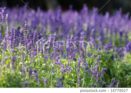Lavender in the morning  18778027