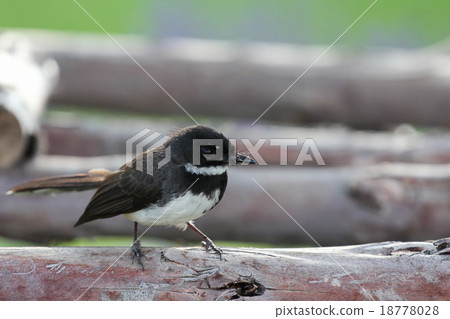 Rhipidura javanica (Pied Fantail)  18778028