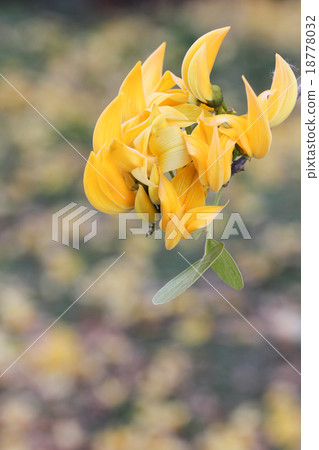 Yellow Bastard Teak, Bengal Kino 18778032