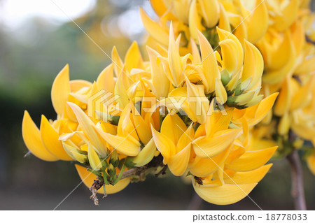 Yellow Bastard Teak, Bengal Kino 18778033