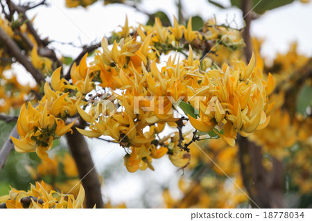 Yellow Bastard Teak, Bengal Kino 18778034