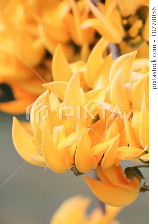 Yellow Bastard Teak, Bengal Kino 18778036