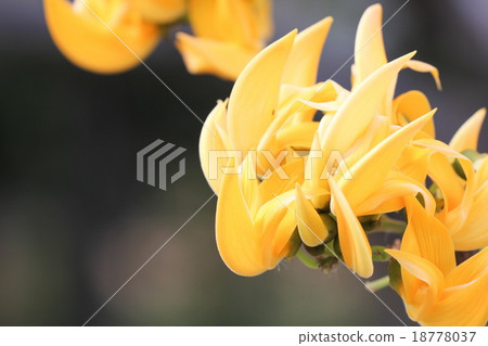 Yellow Bastard Teak, Bengal Kino 18778037