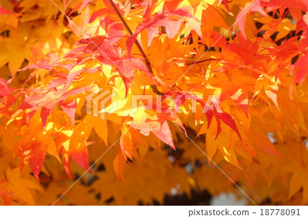 Autumn leaves gradation of Yamamomiji 18778091