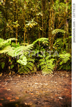 Rain Forest Frame Rain Forest Frame 18778119