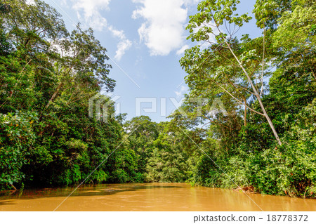 Dense Amazon Forest 18778372