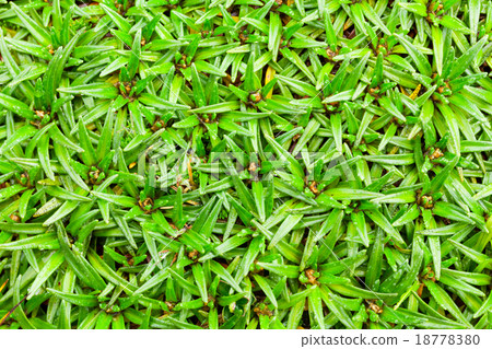 High Altitude Lichen High Altitude Lichen 18778380