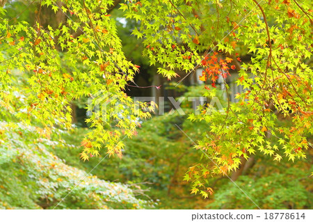 Momige changes color Momige changes color 18778614