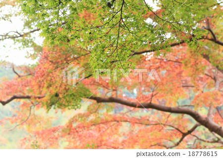Momige changes color Momige changes color 18778615