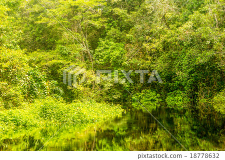 Amazonian Jungle Vegetation Amazonian Jungle Vegetation 18778632