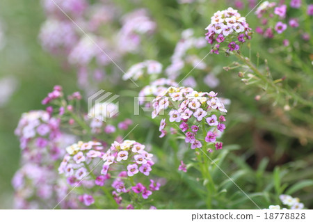 Sweet Allsum Flower Sweet Allsum Flower 18778828