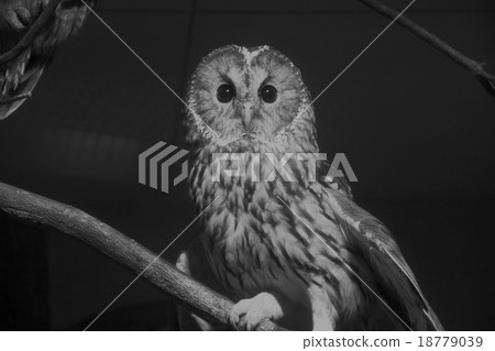owl   18779039