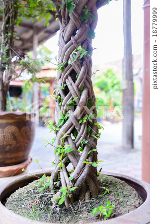 Wicker knitting from tree trunk and branch 18779999
