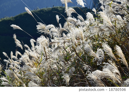 Autumnal leaves of the Keiko River and Mt. Okurayama 18780506