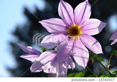 Autumnal leaves of the Keiko River and Mt. Okurayama 18780507