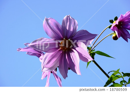Autumnal leaves of the Keiko River and Mt. Okurayama 18780509